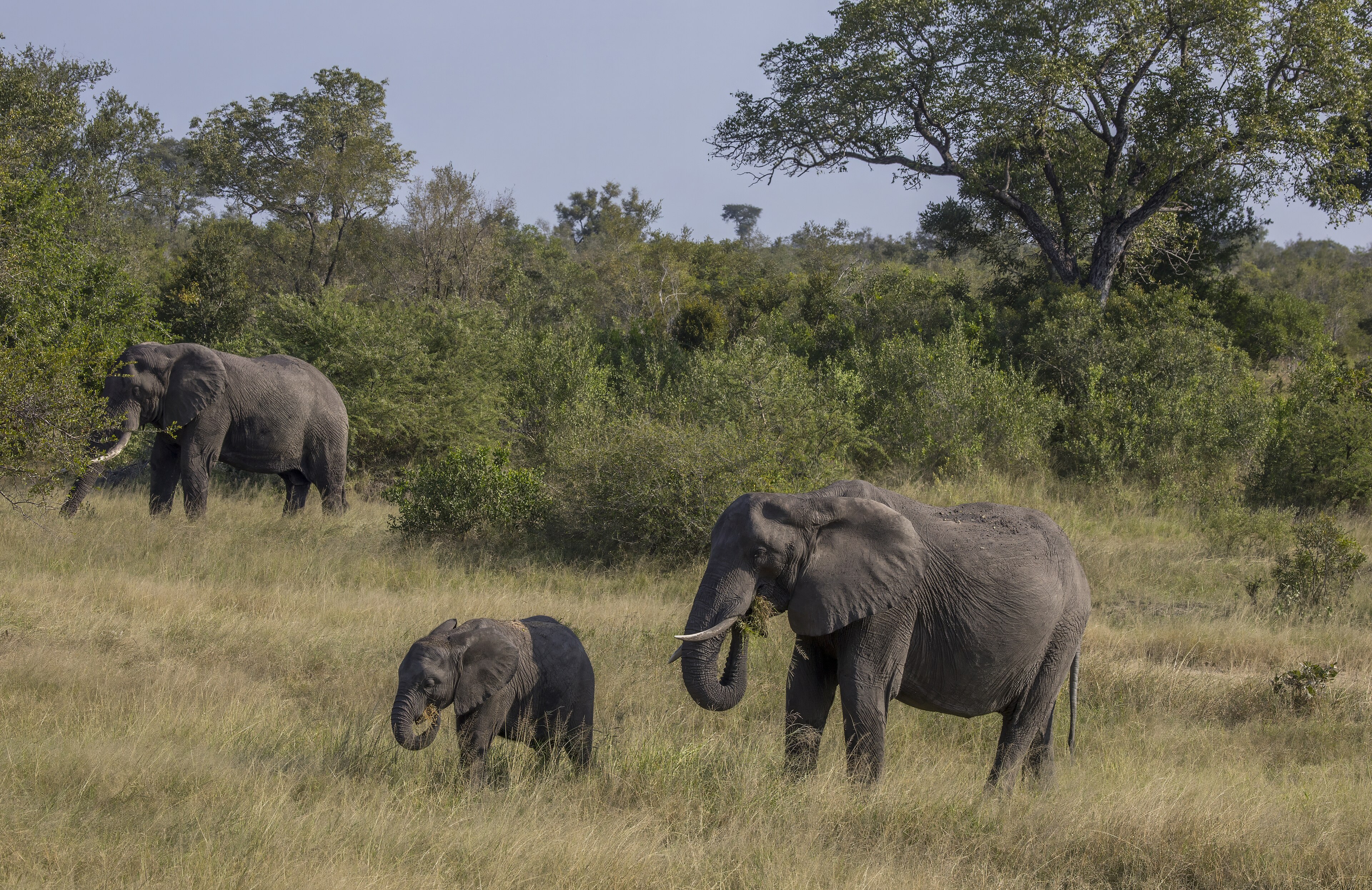 African elephant in the wild
