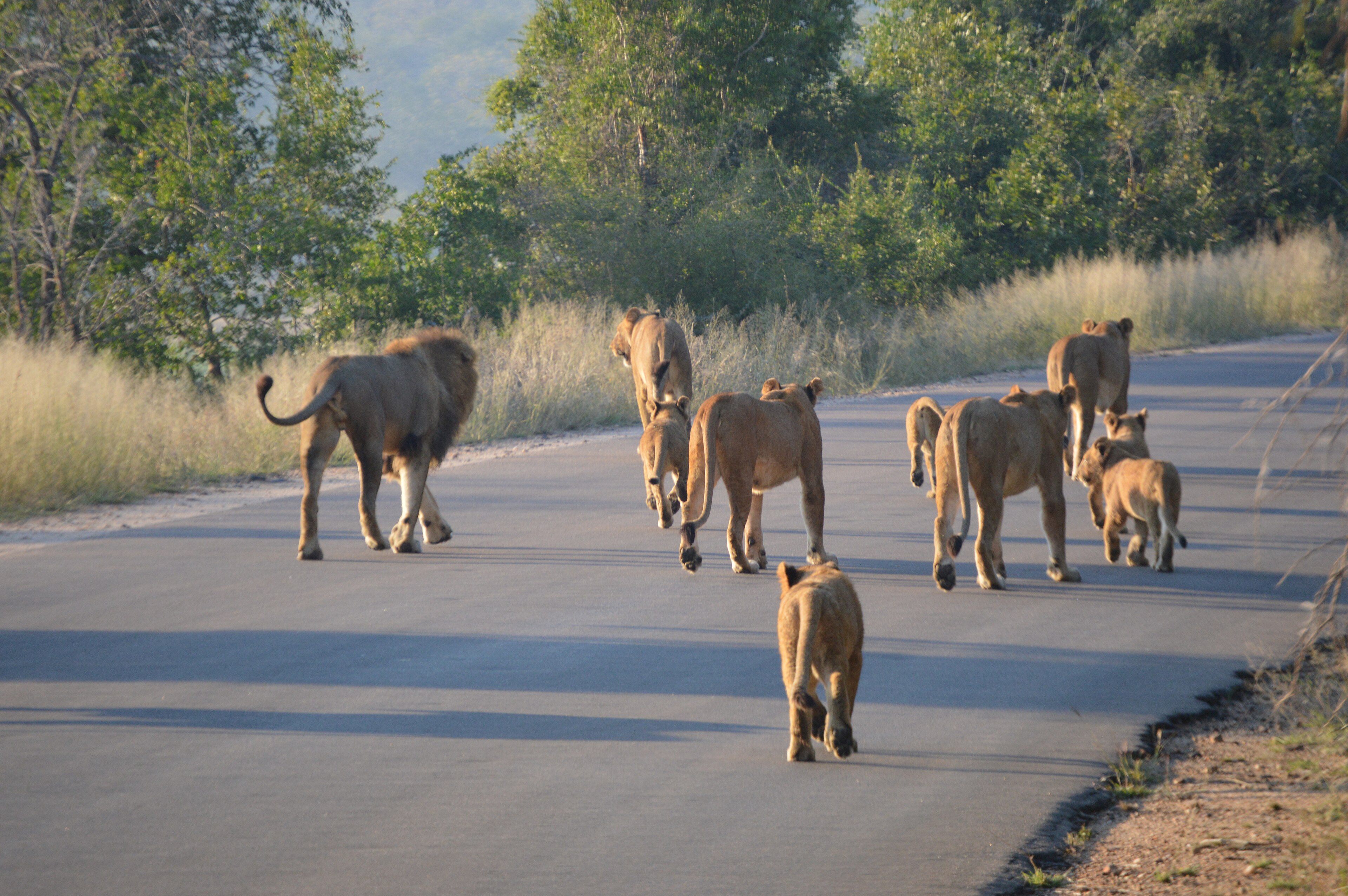 A lion pride walking along a reserve road